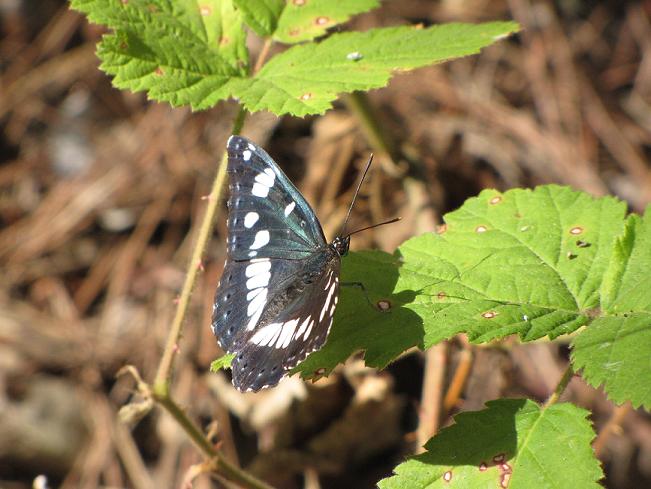 Help Id - Limenitis reducta